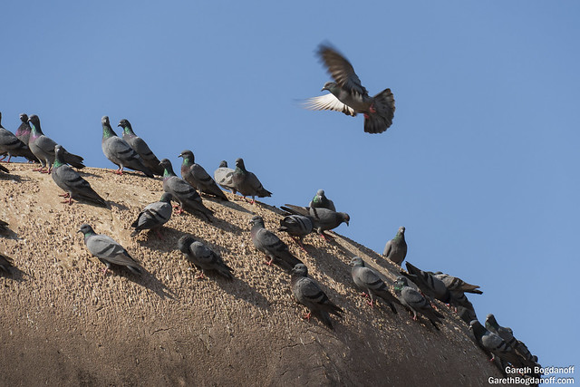 Pigeons at Harshad Mata
