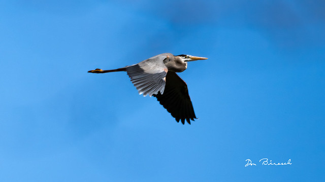 Heron in flight -Tohickon Creek, Pipersville Bucks County PA