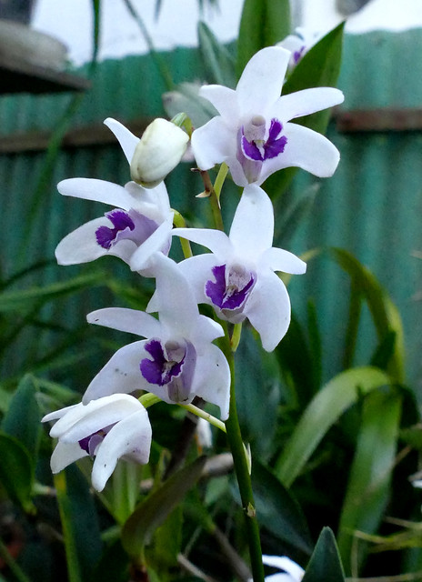Dendrobium kingianum var. silcockii 'Sue' species orchid 4-24