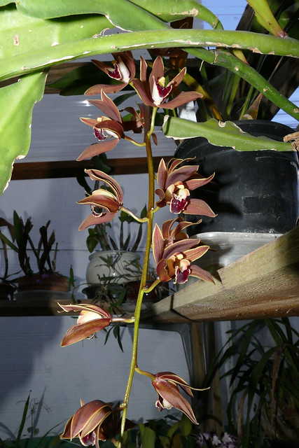 Cymbidium Langleyense primary hybrid orchid 3-24