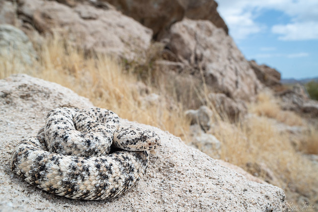 Southwestern Speckled Rattlesnake-Crotalus pyrrhus