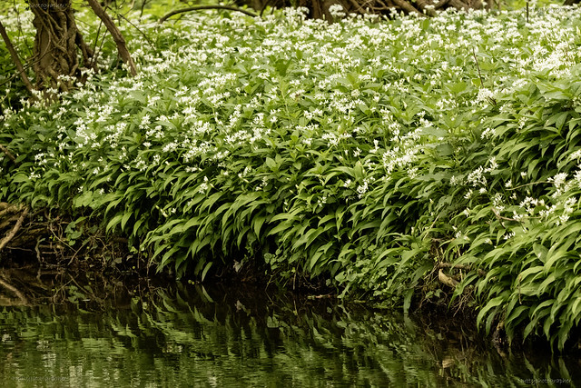 wild garlic on the stream bank