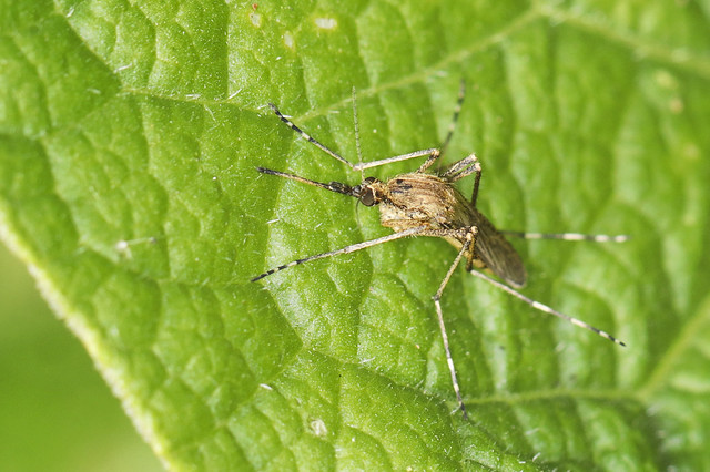 Female Banded Mosquito - Culiseta annulata
