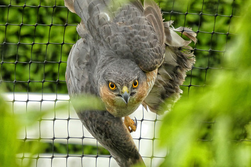 Sparrowhawk in the incomplete birdcage
