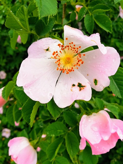 Rosa corimbifera (pink)