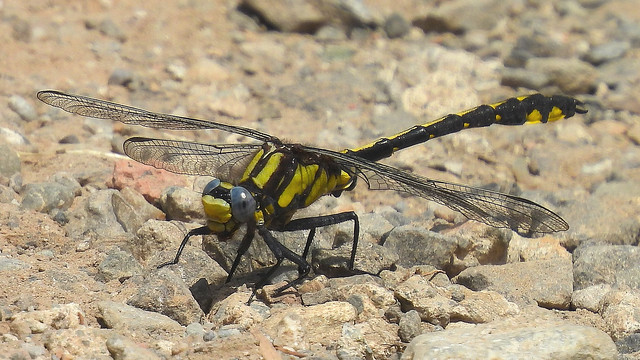 Pacific Clubtail Dragonfly!