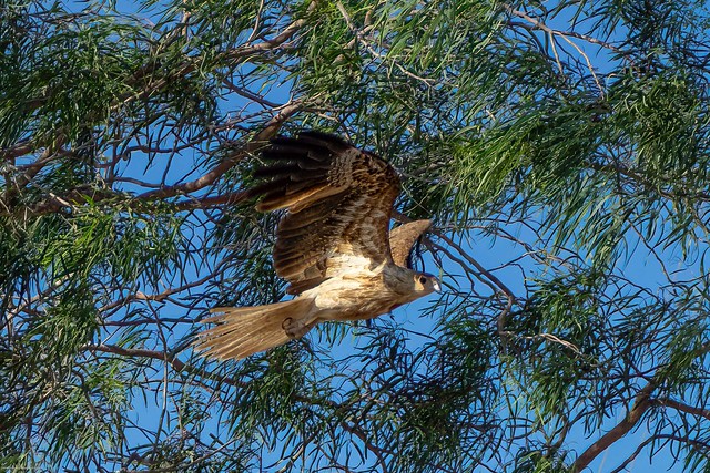Take off - a Whistling Kite leaves it's nest at Karumba Point, Queensland.