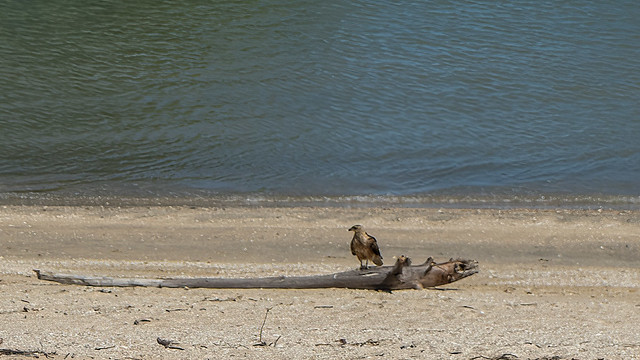 Has that Whistling Kite captured a croc, a large praying mantis, or a log? On the beach at Karumba Point.