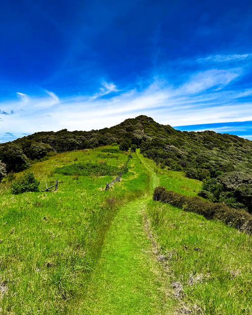 Meadow Path on Urupukapuka