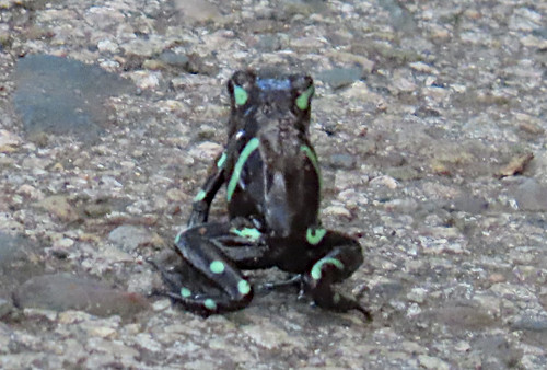 Green-and-black Poison Dart Frog, Dendrobates auratus