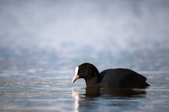Coot Sideview