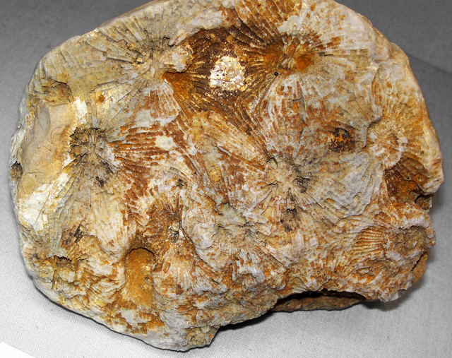 Heliophyllum confluens (fossil coral) (Columbus Limestone, Middle Devonian; Delaware County, Ohio, USA)