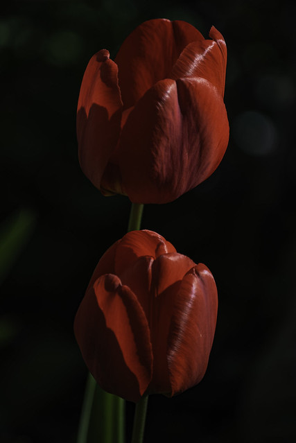 Red Tulip blooms