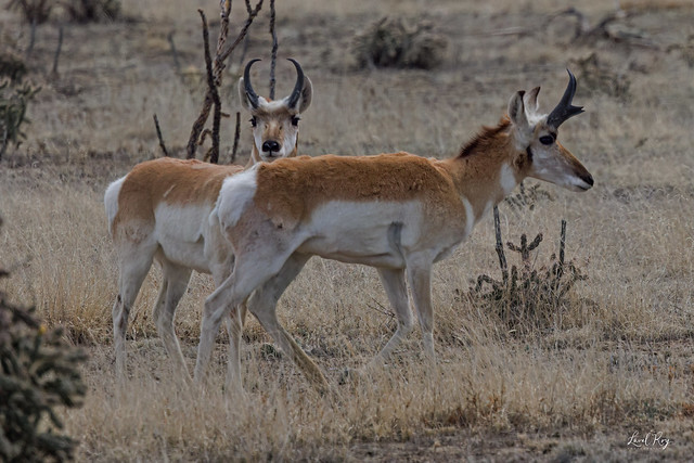 Antilope d'Amérique / Antilocapra americana / Pronghorn / Berrendo