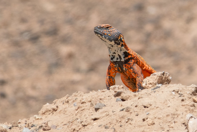 Moroccan spiny-tailed lizard (Uromastyx nigriventris), near Erfoud, Morocco
