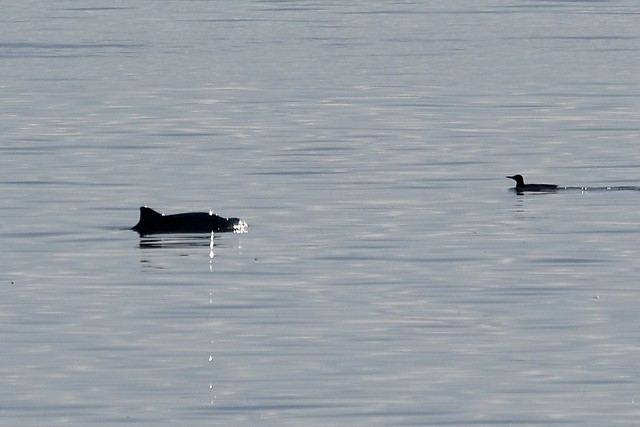Porpoise , Firth of Clyde