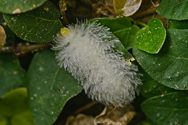 White Caterpillar