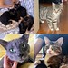 Meet these adoptable cats and kittens plus many more tomorrow (4/28) at our adoption event! We'll be in the backyard behind @bushwickbark on Irving along with @northbrooklyncats and @whiskers_agogo. Stop by and meet your new best friend(s)! #catsofbushwic