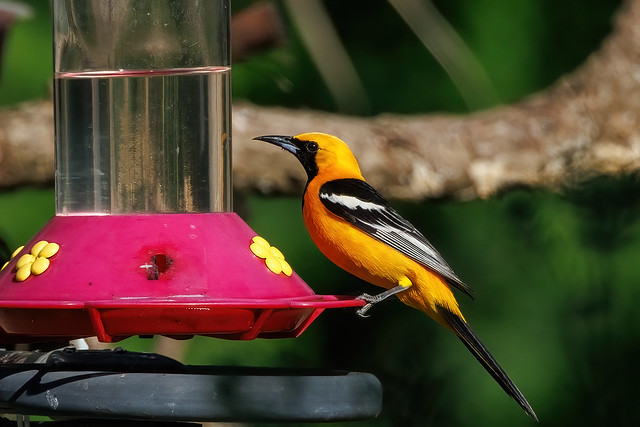 Hooded Oriole at Feeder