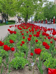 Red tulips Biau0142ystok 26 Apr 24