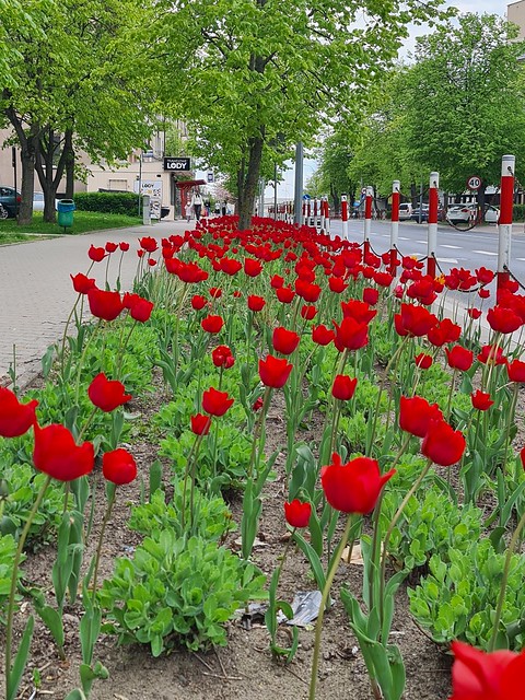 Red tulips Białystok 26 Apr 24