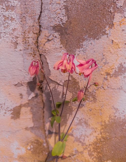 „Mauerblümchen“ - wallflower