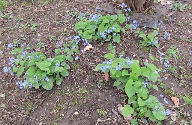Forget me nots in bloom