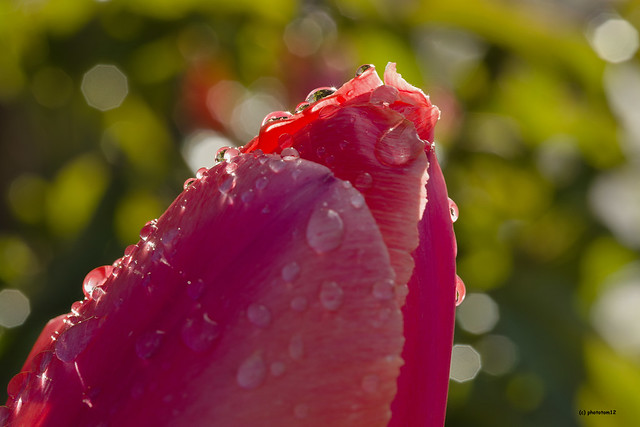 rote Tulpe nach Regen