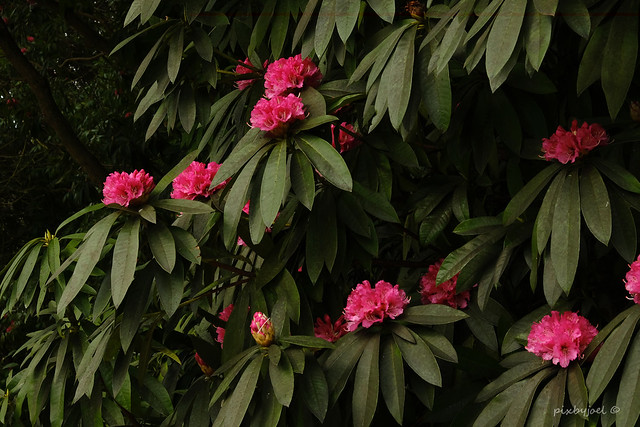 Rhodendron at Stourhead, Wiltshire
