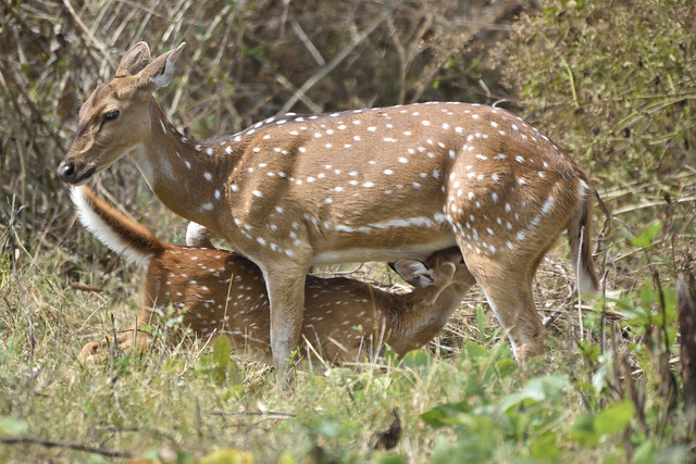 spotted deer feeding her baby