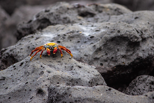 Crab_on_the_Rocks_001