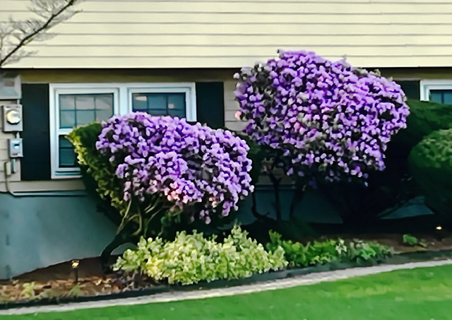 Flower Bushes In Springtime - Photo Taken And Edited On April 25, 2024 - All Work Done by STEVEN CHATEAUNEUF