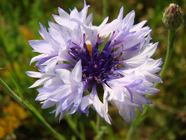 460-NIGELLE blanc et coeur violet fonce