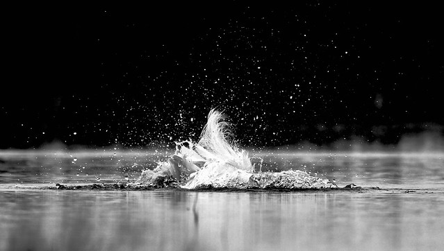 Egret bathing
