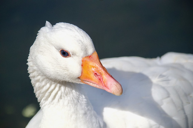 An Embden goose