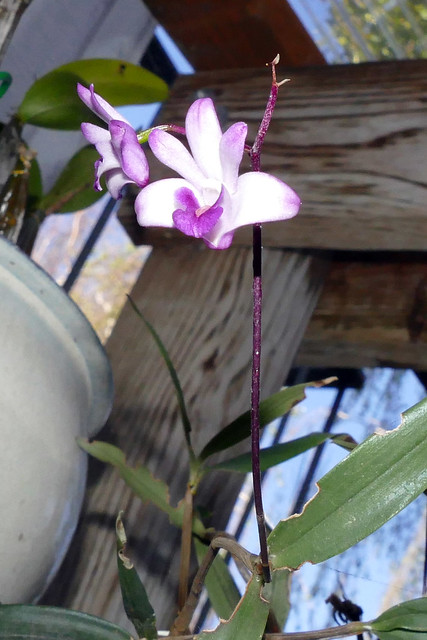 Dendrobium kingianum 'Steve' species orchid 3-24