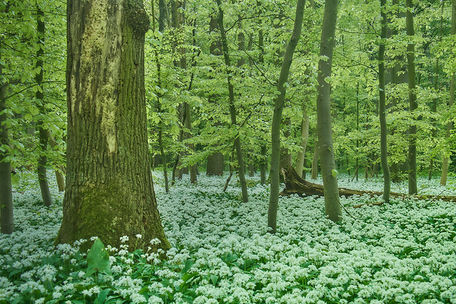 The smell of wild garlic in the forest