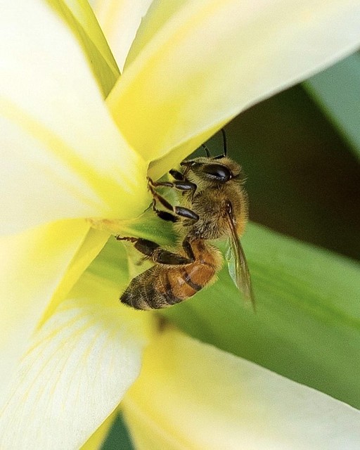 All Hail the Pollinators.