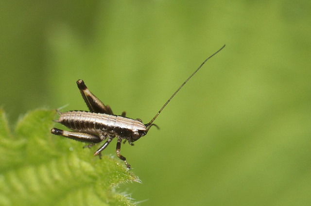 Dark Bush-cricket Nymph - Pholidoptera griseoaptera