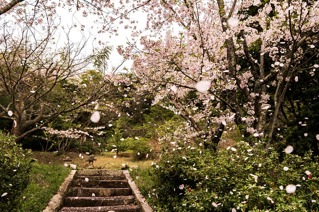 桜吹雪ーDancing Cherry Blossoms