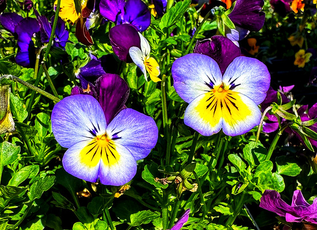 Pansy Time!!