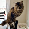 Smoky #kitten balancing on back of chair