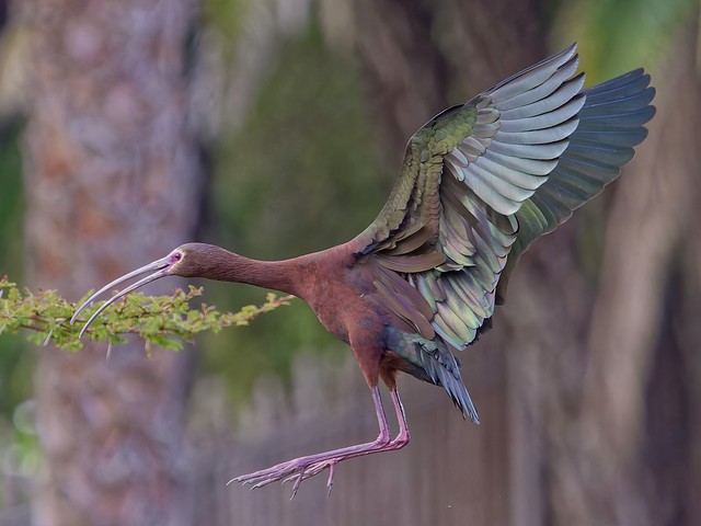 White-face Ibis returns to the nest.