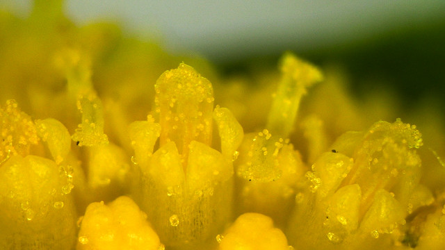 Golden pollen flecks