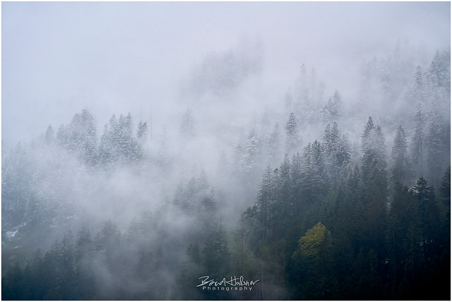 Mystical mist: Fog rolling through the forest.