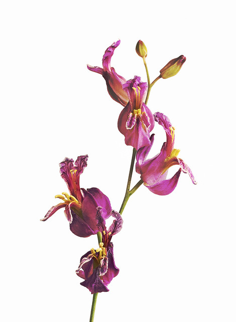 Streptanthus glandulosus, Purple Jewelflower