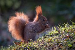Red squirell  (由  Wildlife_2010