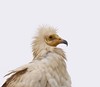 Egyptian vulture - close up