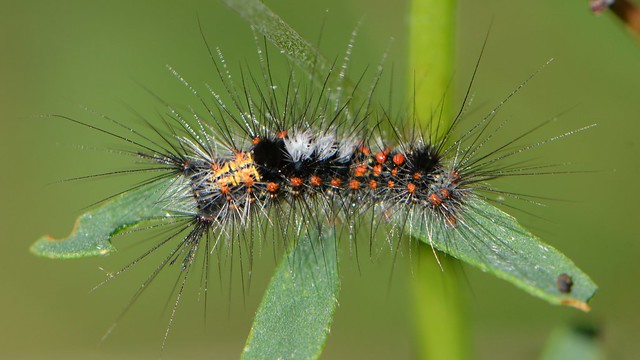 Western Tussock Moth caterpillar on Deerweed