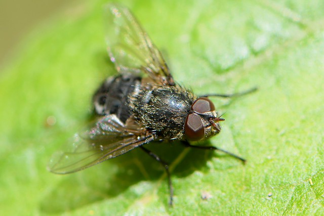 Cluster Fly on a leaf of Mugwort